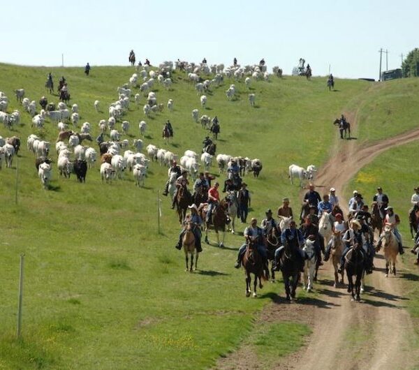 🐑La Transumanza: l’antico viaggio tra storia e formaggi!🌿🧀
