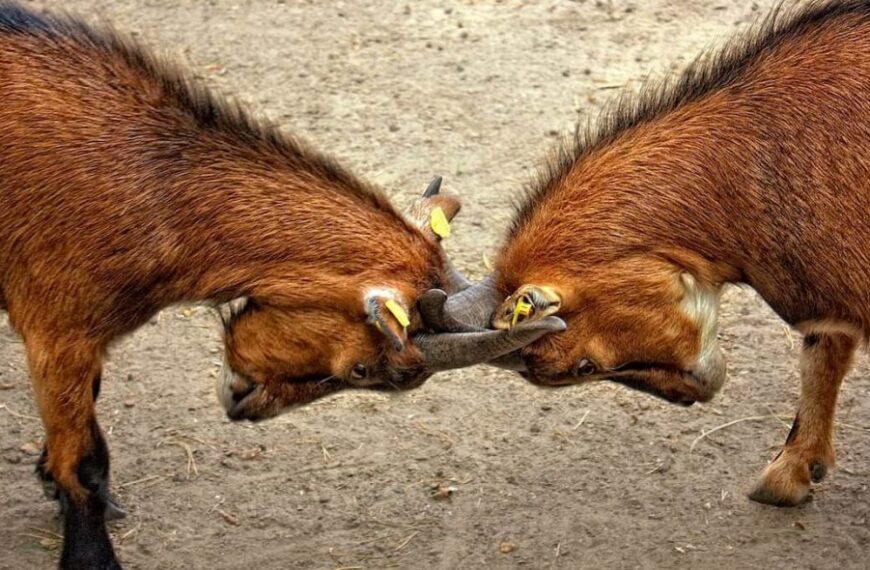 🐐La rivoluzione verde contro gli incendi estivi🌿