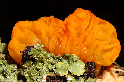 Il burro segreto delle fate🧚♀️✨